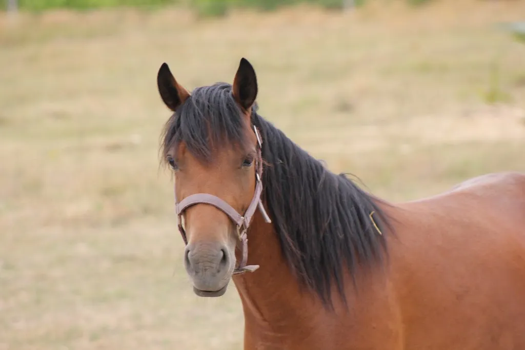 Stables Of La Sauvée - Isabelle Chatry_Soings-en-Sologne_slider_immagine_1