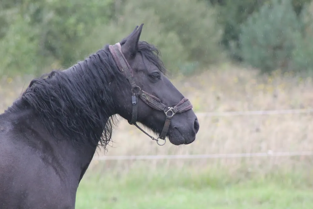 Stables Of La Sauvée - Isabelle Chatry_Soings-en-Sologne_slider_immagine_3