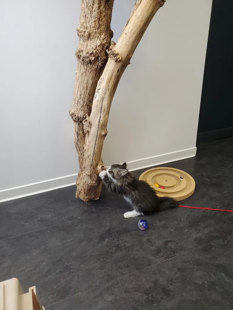Vet&Zen - Dv Jeanne Tarneaud et Dv Claire Fichter - Vétérinaire à Molsheim_Altorf_slider_immagine_1