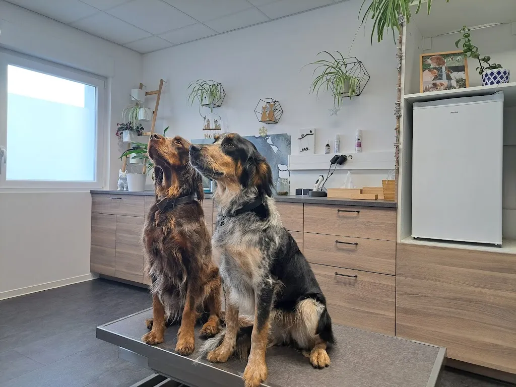 Vet&Zen - Dv Jeanne Tarneaud et Dv Claire Fichter - Vétérinaire à Molsheim_Altorf_slider_immagine_2