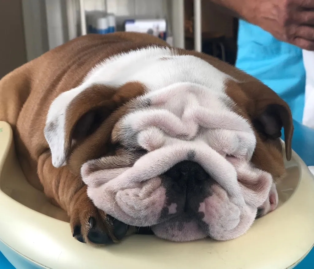 Clinique Vétérinaire du Mignon
