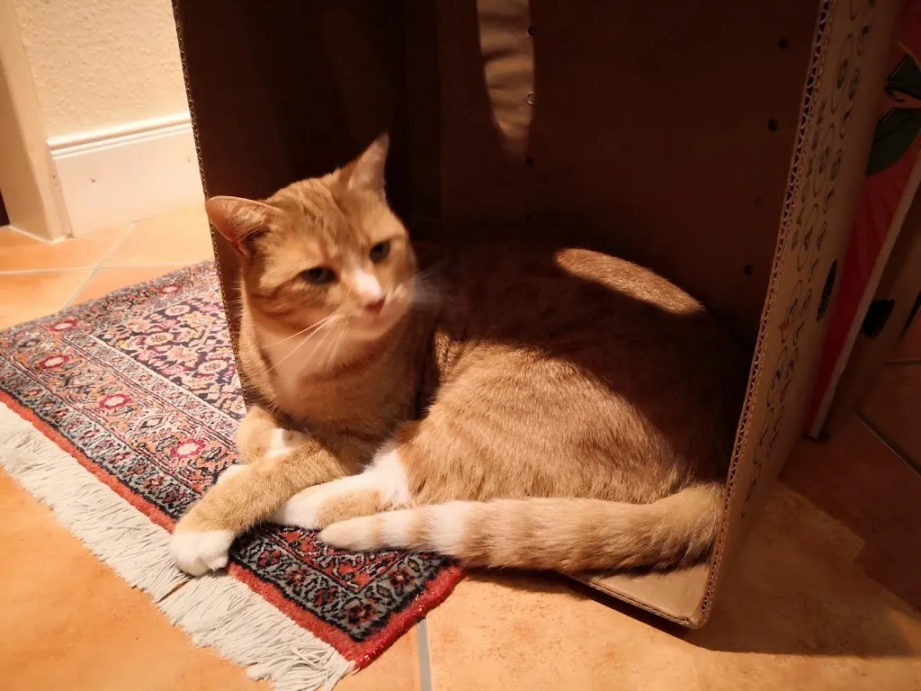 Tierarztpraxis Frank doctor en Balje