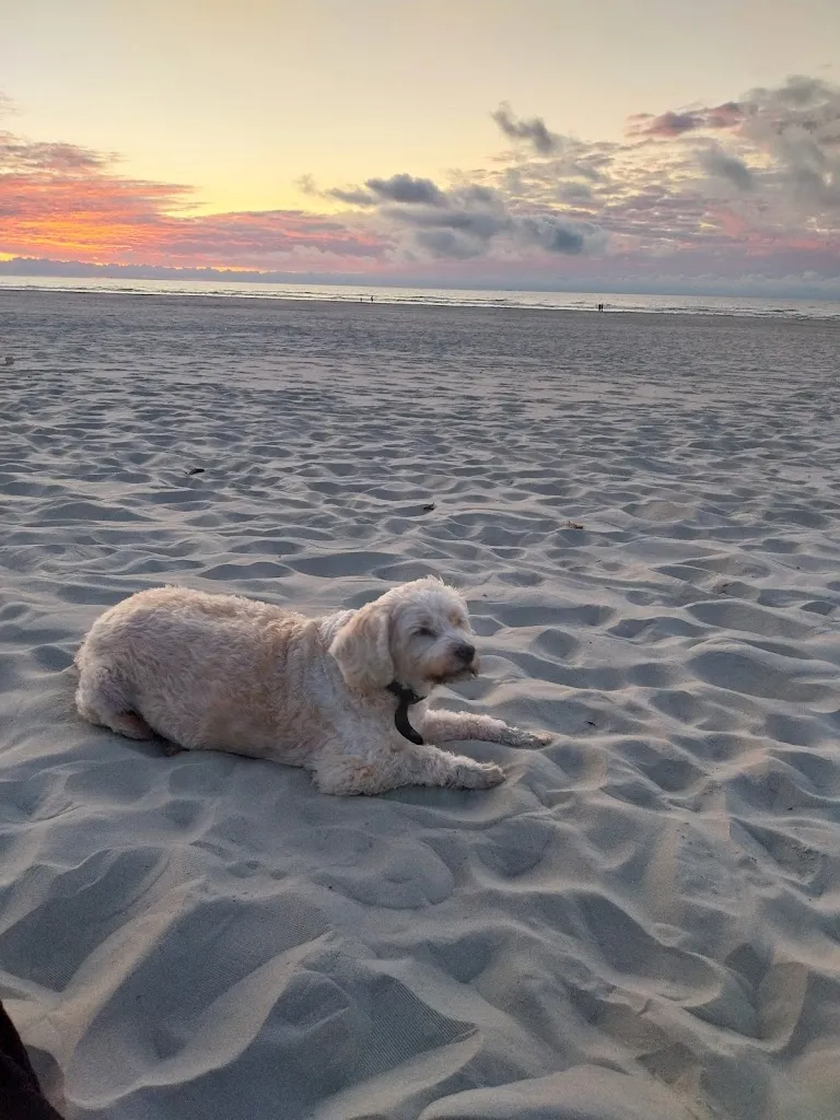 Schols Dierenarts_image_2