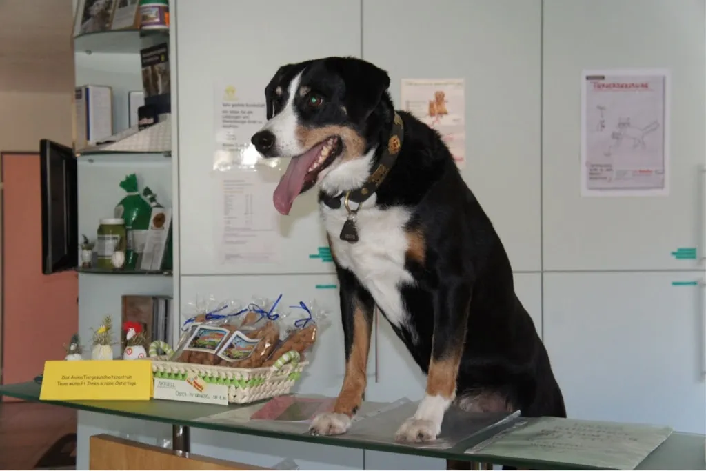 Animo Tiergesundheitszentrum AG Arzt in Zuzgen