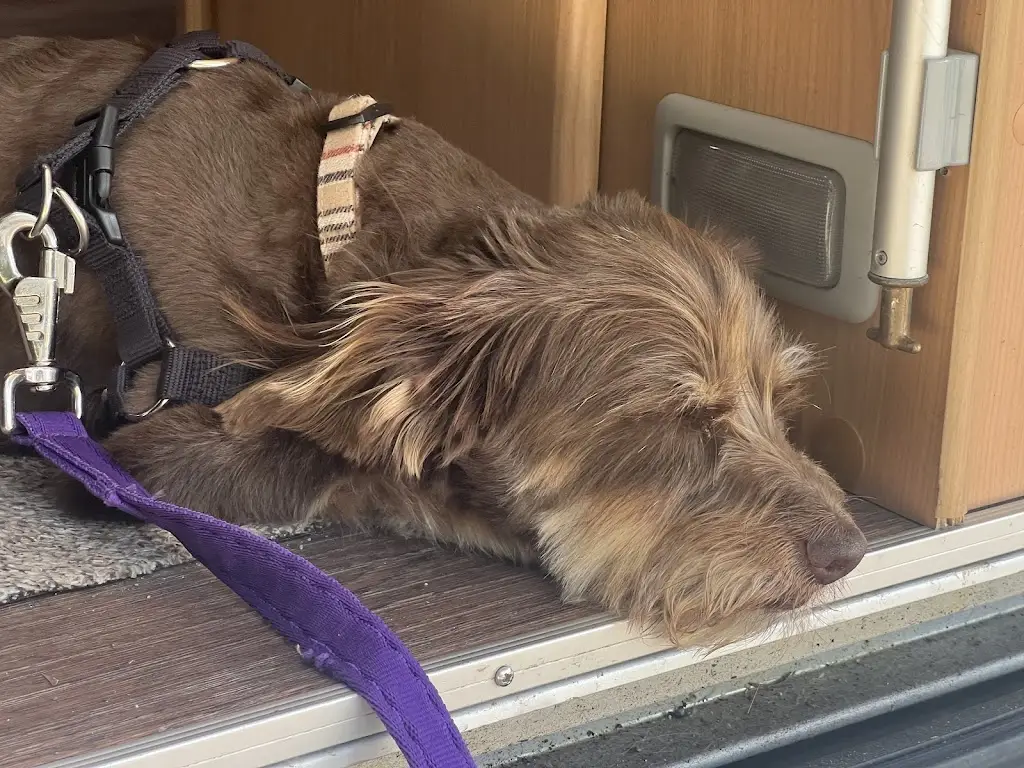 Mark Nightingale_Tierklinik Interlaken AG - 24/7 Notfalldienst_Interlaken_reseña