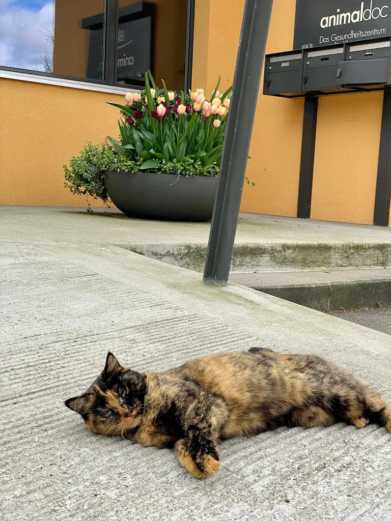 animaldoc AG - Das Gesundheitszentrum für Kleintiere_Friltschen_slider_image_2