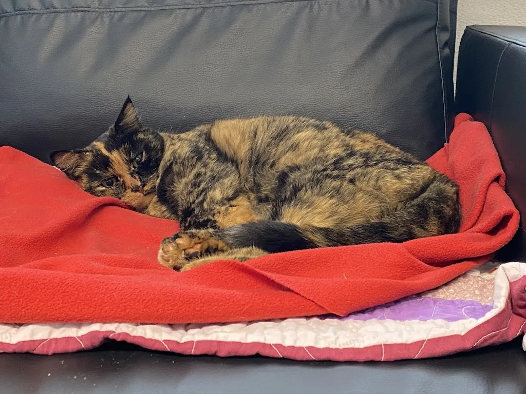 animaldoc AG - Das Gesundheitszentrum für Kleintiere_Friltschen_slider_image_3