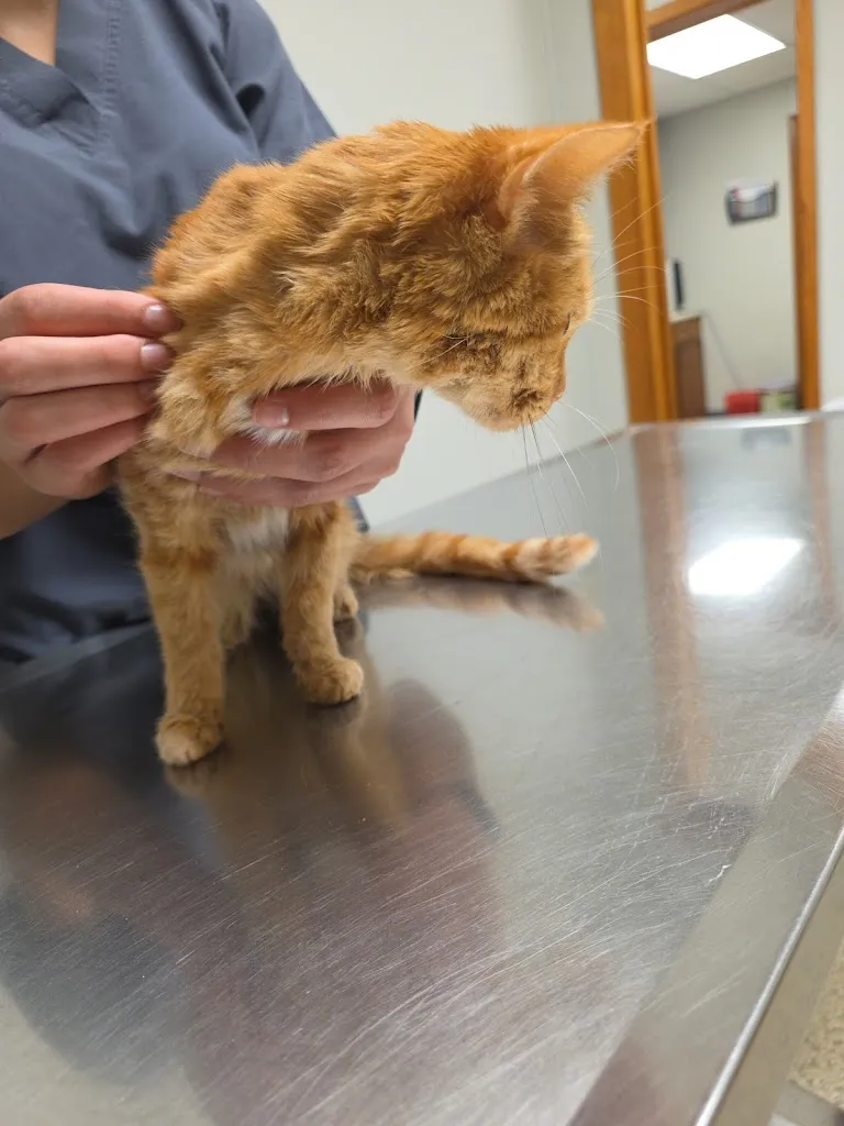 Groves Veterinary Clinic medico a Groves, Texas