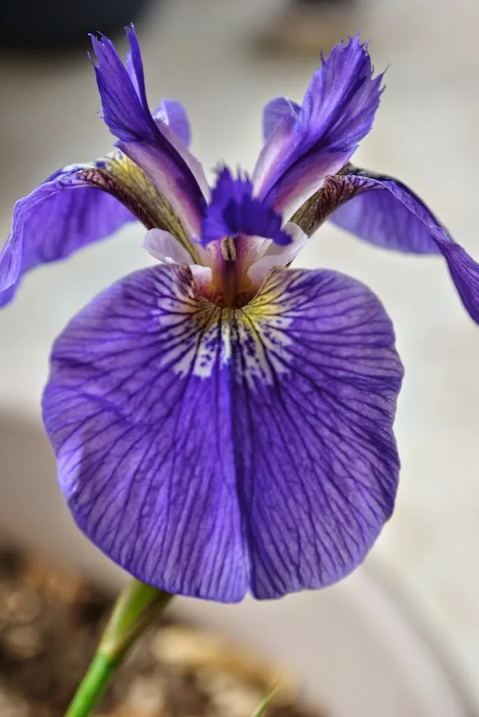 Wild Iris Family Medicine & Maternity Care_Knik-Fairview, Alaska_slider_image_1